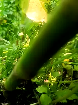 Snapshot of imrandidar22 chatting on March 20, 2025, 6:19 am imrandidar22 online show from March 20, 2025, 6:19 am