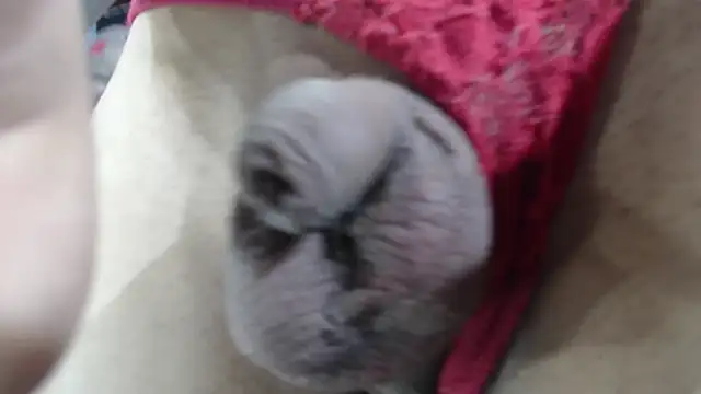 emma onassis 17 online show from January 1, 2025, 9:17 am