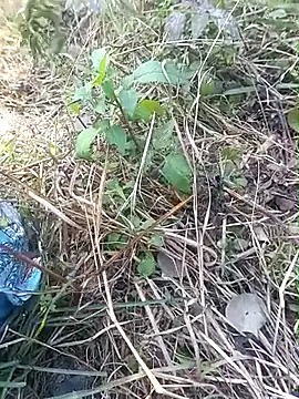 Nkumar173 online show from November 11, 2025, 5:57 am