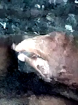 Snapshot of slchiku chatting on October 18, 2025, 2:35 am slchiku online show from October 18, 2025, 2:35 am