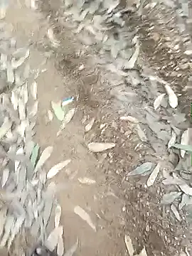 indiasexmf online show from December 16, 2025, 9:57 am