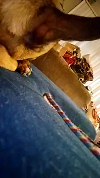 fukurbutt online show from February 19, 2026, 3:42 pm