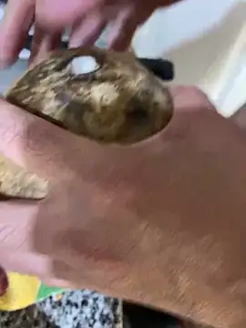 FlorBich online show from December 8, 2024, 11:08 pm