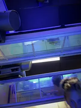 vixendoll87 online show from February 18, 2025, 12:37 am