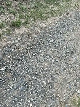 Reinacatchile online show from February 4, 2025, 10:45 pm