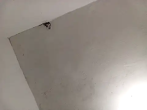 Surreyaa online show from February 13, 2025, 3:39 am