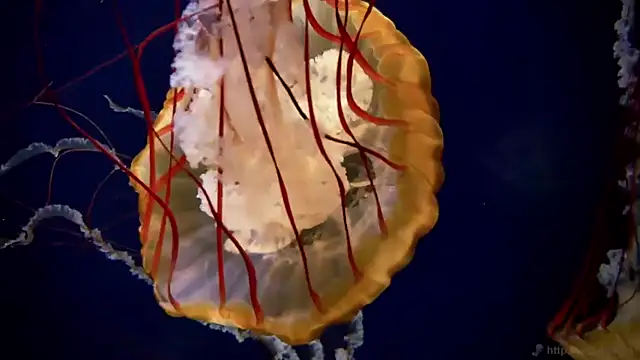 streamy test11 online show from November 19, 2025, 9:53 am