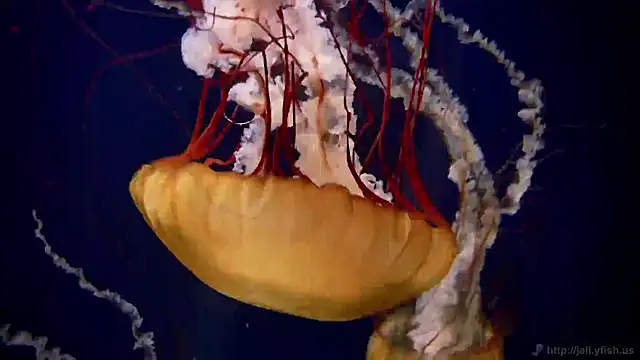 streamy test11 online show from November 20, 2025, 3:45 pm