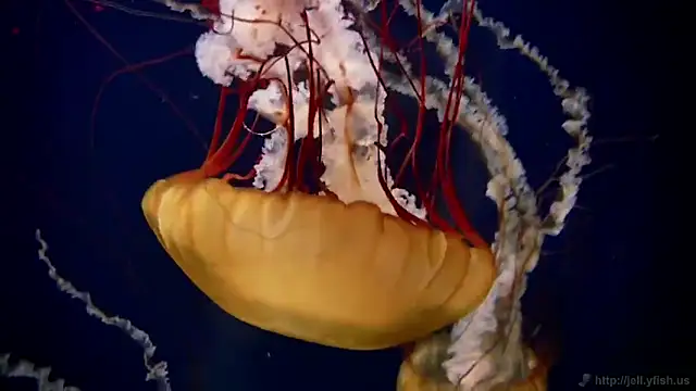 streamy test11 online show from February 3, 2026, 2:22 pm