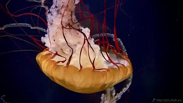 streamy test11 online show from December 2, 2024, 8:36 am