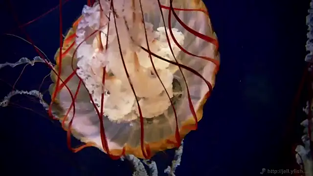 streamy test11 online show from October 21, 2025, 9:09 am