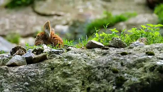 streamy test12 online show from March 20, 2025, 8:42 am