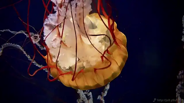 streamy test12 online show from September 22, 2025, 6:03 pm