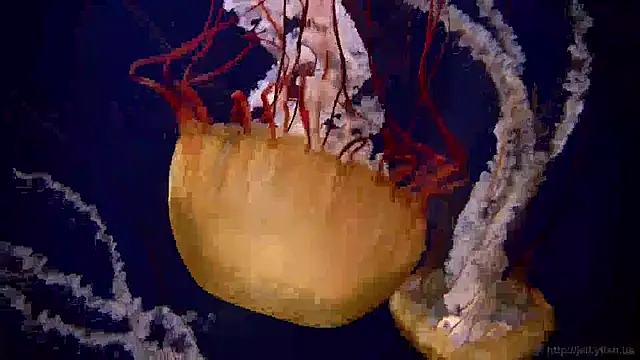 streamy test12 online show from January 22, 2025, 8:18 am