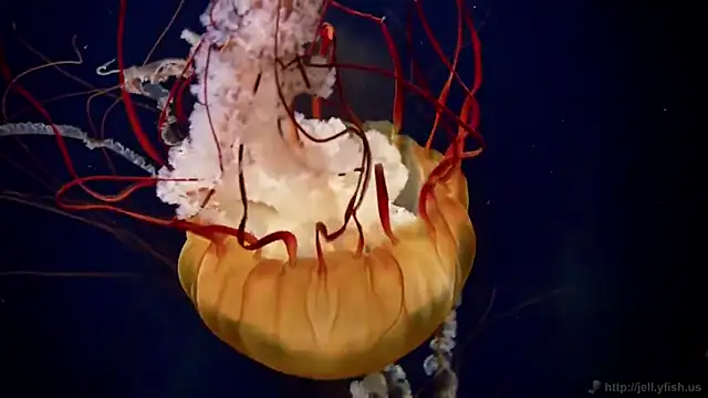 streamy test12 online show from October 27, 2025, 12:06 pm