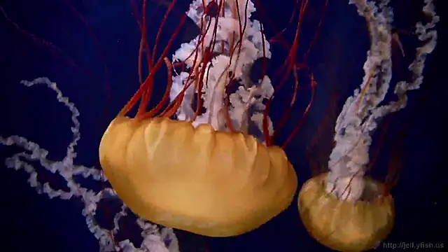 streamy test12 online show from March 18, 2025, 8:17 am