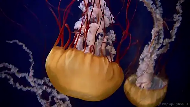 streamy test12 online show from September 25, 2025, 1:50 pm