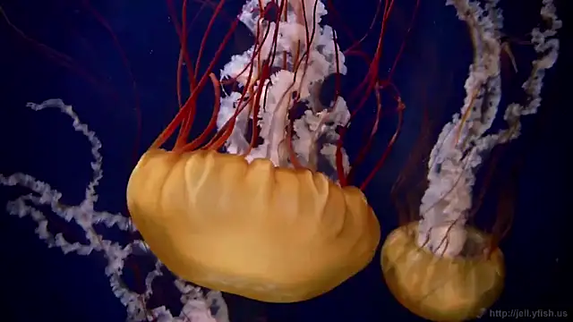 Snapshot of streamy_test13 chatting on October 22, 2025, 8:25 am streamy test13 online show from October 22, 2025, 8:25 am