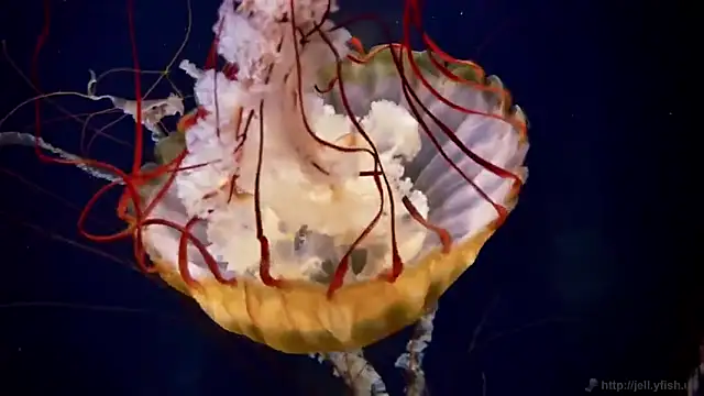 Snapshot of streamy_test13 chatting on October 21, 2025, 8:14 am streamy test13 online show from October 21, 2025, 8:14 am