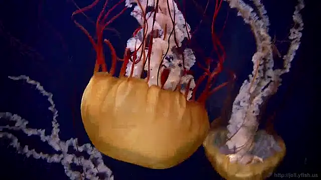 Snapshot of streamy_test13 chatting on December 13, 2024, 8:09 am streamy test13 online show from December 13, 2024, 8:09 am