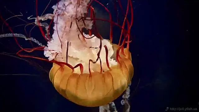 Snapshot of streamy_test15 chatting on May 21, 2026, 8:34 am streamy test15 online show from May 21, 2026, 8:34 am