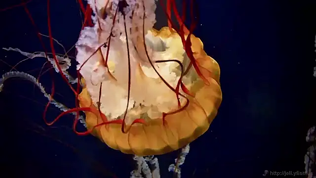 streamy test15 online show from September 22, 2025, 6:03 pm