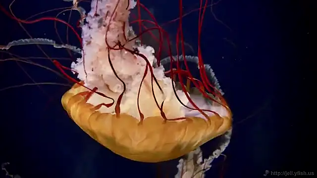 streamy test15 online show from February 4, 2025, 8:13 am