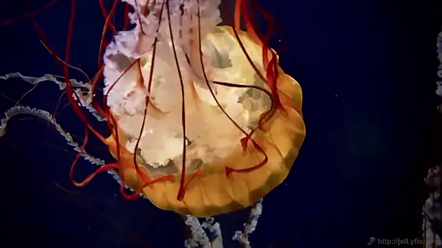 streamy test15 online show from December 15, 2025, 9:48 am