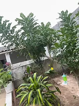 king cum  online show from February 12, 2026, 2:28 pm