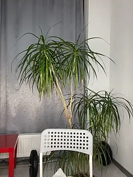 Polli Kiss online show from March 11, 2025, 7:36 pm