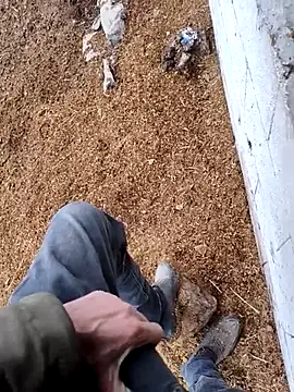 murokkk31 online show from November 15, 2025, 12:42 pm