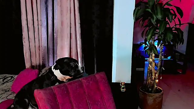 the-horus-girl online show from February 15, 2026, 11:47 pm