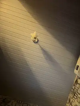 Avint-Perfeita online show from November 20, 2025, 10:31 pm