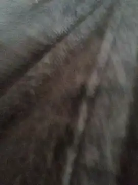 cazaperdidas online show from January 13, 2026, 1:04 pm