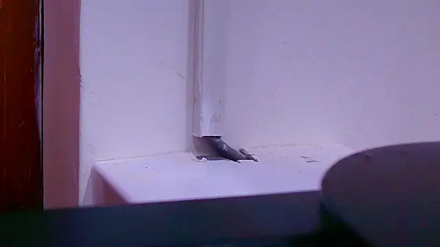 anisha x online show from September 26, 2025, 7:10 pm