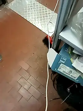 Porco81cazzo online show from December 21, 2025, 12:07 pm