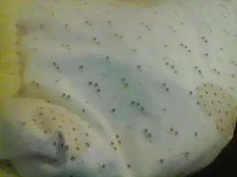 Bigpenis6y online show from January 24, 2025, 5:21 am