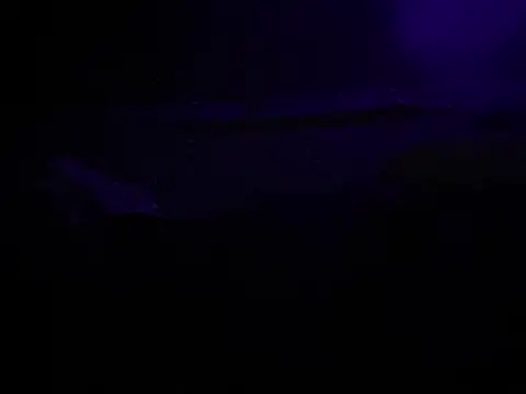 BigMac1596 online show from October 25, 2025, 4:44 am