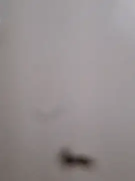 BriannaVincent online show from September 13, 2025, 4:01 am