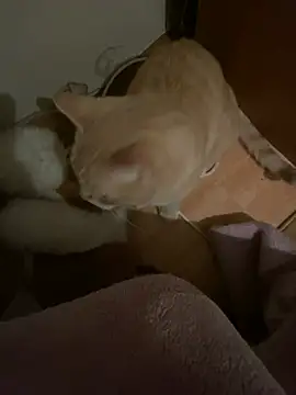 Starry Siren online show from December 13, 2024, 4:05 pm