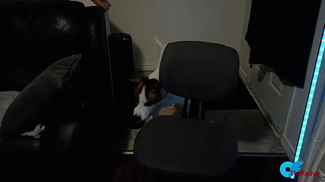 Thekodyy online show from February 11, 2026, 6:13 am