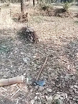 xxxsejal online show from January 13, 2026, 9:35 am