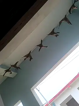 Snapshot of rana9639_1 chatting on February 27, 2025, 4:46 am rana9639 1 online show from February 27, 2025, 4:46 am