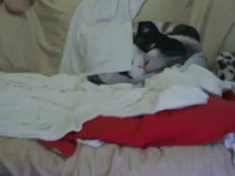 VeneRed online show from October 17, 2025, 3:58 pm