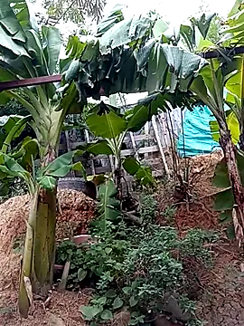 tayson  online show from March 15, 2025, 11:40 am