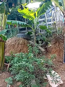 tayson  online show from March 2, 2025, 2:04 pm