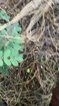 tamil000000 online show from March 18, 2025, 1:13 am