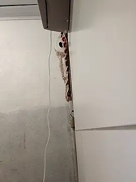 Lucastranzao online show from April 10, 2026, 9:00 pm