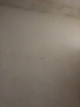 Snapshot of BELLAMORGANE1 chatting on November 2, 2025, 9:25 am BELLAMORGANE1 online show from November 2, 2025, 9:25 am