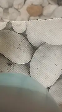 Playboy bhabhi 00 online show from February 25, 2025, 8:14 am